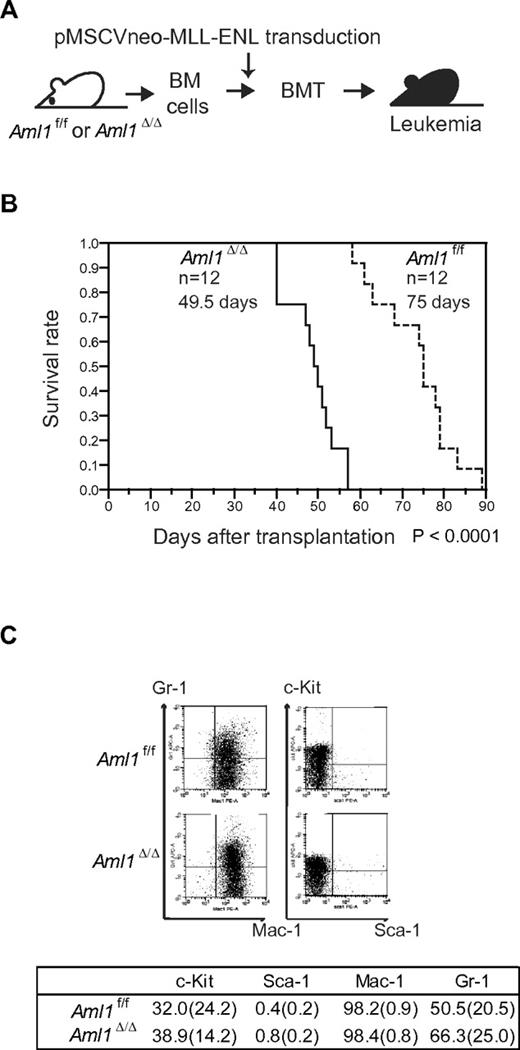 Figure 2. Earlier onset of Aml1-excised MLL-ENL leukemia. (A) BM cells from Aml1 f/f and Aml1 Δ/Δ mice were transduced with MLL-ENL and transplanted into congenic mice. (B) Survival curves of the mice transplanted with Aml1 f/f and Aml1 Δ/Δ cells transduced with MLL-ENL. Data from 12 mice for each group are shown. Comparison of survival curve was performed using log-rank test. (C) Flow cytometric analyses of the leukemic cells from transplanted mice. (Top) Representative fluorescence-activated cell sorter plots. (Bottom) Percentages of cells expressing indicated surface markers in each group (mean ± SD).
