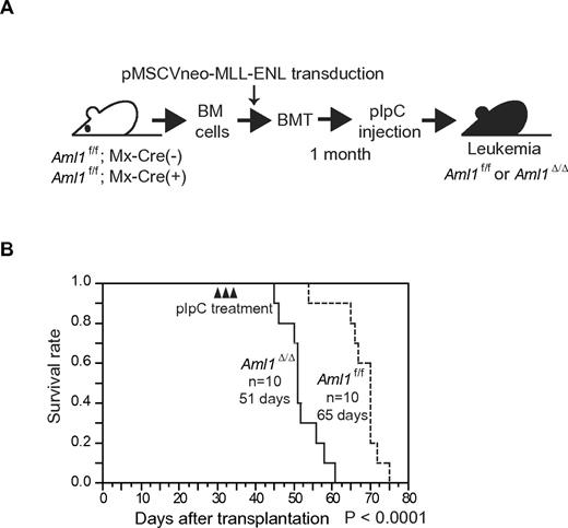 Figure 3. Deletion of the AML1 gene after MLL-ENL induction accelerates the onset of leukemia in transplanted mice. (A) BM cells from Aml1 f/f; Mx-Cre (+) or Aml1 f/f; Mx-Cre (−) were transduced with MLL-ENL and transplanted into congenic mice. Injection with pIpC was performed 3 to 4 weeks after transplantation, so that the Aml1 gene was excised in transplanted Aml1 f/f; Mx-Cre (+) cells (Aml1 Δ/Δ). (B) Survival curves of the recipient mice. Data from 10 mice for each group are shown. Arrowheads indicate pIpC injection. Comparison of survival curve was performed using log-rank test.