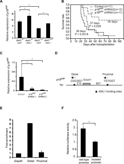 Figure 6. Expression of p19ARF is regulated by AML1 in MLL-ENL leukemia. (A) Expression analyses of p19ARF in MLL-ENL leukemic cells. Aml1 intact or Aml1-excised MLL-ENL leukemic cells harvested from each spleen were transduced with GFP or AML1-GFP. Forty-eight hours later, expression levels of p19ARF were measured by quantitative real-time PCR. (B) Aml1 intact MLL-ENL leukemic cells were transduced with p19ARF shRNA or control shRNA and transplanted into secondary recipient mice. Survival curves of 12 mice from each group are shown. Comparison of survival curve was performed using log-rank test. (C) Expression levels of p19ARF in leukemic cells from secondary recipient mice were measured by quantitative real-time PCR. (D) Two AML1 binding sites located in the promoter of p19ARF are shown as indicated. (E) Chromatin immunoprecipitation analyses of AML1 for p19 ARF promoter region in MLL-ENL leukemic cells. Fold enrichment normalized to the control locus Gapdh was shown. (F) COS7 cells were cotransfected with expression vector for AML1 and wild-type or PEBP2-site mutated p19ARF promoter vector. The relative luciferase activity was calculated as the ratio of luciferase activity with AML1 expression to that without AML1 expression. All luciferase reporter assays were performed in duplicate in 2 independent experiments. Values and error bars represent the mean and the SD, respectively. *P < .05. We performed 3 independent experiments and confirmed that similar results were reproduced, except for panel B. Statistical significance was evaluated by unpaired t test.