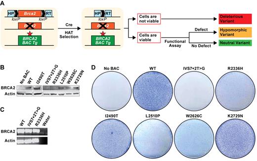 Figure 1. ES cell–based assay for functional analysis of BRCA2 variants. (A) Schematic representation of ES cell–based functional assay. Human BRCA2 BAC DNA with any mutation is introduced into mouse PL2F7 ES cells containing a conditional allele of Brca2. After CRE-mediated recombination of the conditional allele and HAT selection, the cells may or may not be viable, depending on the impact of the mutation on BRCA2 function. The viable HATr ES cells can be functionally similar to the WT cells or may be defective in BRCA2 functions, depending on the impact of the mutations. The neutral variants are functionally indistinguishable from WT. The hypomorphic variants with severe defect in BRCA2 function are probably deleterious. Star in the BAC construct indicates the mutation in BRCA2. Boxes with HP and RT indicate the 2 halves of the human HPRT minigene. loxP sites are indicated by solid arrows. (B) Expression of BRCA2 variant transgenes as detected by WB in the cells containing BRCA2 BAC before Cre-mediated deletion of Brca2. BRCA2 was detected using c-myc antibody. β-actin was used as a loading control. WB did not detect expression of some variants because of truncated protein product. (C) RT-PCR analysis showing the expression of IVS7 + 2T > G and p.R2336H variants. (D) Methylene blue staining of the plates of HATr ES cell colonies with no BAC (PL2F7), WT, IVS7 + 2T > G, p.R2336H, p.I2490T, p.L2510P, p.W2626C, and p.K2729N BRCA2 BAC transgenes.
