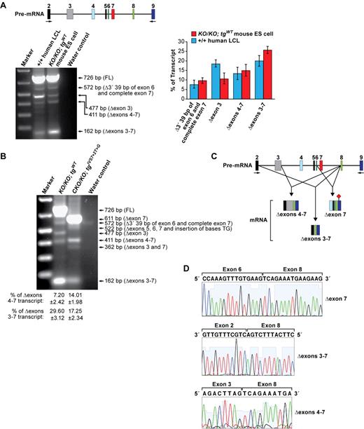 Figure 2. Alternative splicing events in IVS 7 + 2T > G variant. (A) RT-PCR analysis of EBV-transformed lymphoblastoid cell line (GM05920) and mouse ES cells expressing WT and human BRCA2 transgene. FL indicates fragment of a full-length product. Schematic representation of the genomic region analyzed for alternate transcript expression is shown at the top. Numbers above the colored boxes represent exon numbers. Arrows indicate the primers used for RT-PCR analysis. Quantification of different transcripts is shown on right panel. (B) RT-PCR analysis of mouse ES cells expressing either WT or IVS7 + 2T > G human BRCA2 transgenes. (C) Schematic representation of the alternative splicing that deletes exon 7. Exon numbers are indicated above the colored boxes representing the different exons. Arrows correspond to the position of the primers used for RT-PCR. (♦) represents the stop codon. (D) Sequence analysis of RT-PCR product reveals the deletion of exon 7, exons 3-7, and exons 4-7.