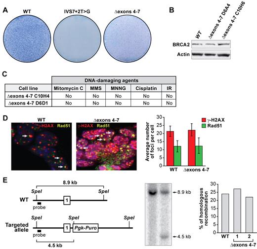 Figure 3. BRCA2Δexons 4-7 variant is efficient in DNA-repair function. (A) Methylene blue staining of HATr ES cell colonies expressing WT BRCA2, IVS7 + 2T > G BRCA2, and BRCA2Δexons 4-7. (B) Expression of BRCA2Δexons 4-7 variant analyzed by WB. Two independent clones were used for the mutant cell line. Actin was used as a control. (C) Sensitivity of 2 independent ES cell clones expressing BRCA2Δexons 4-7 to different DNA-damaging agents: mitomycin C (MMC); methyl-methanesulfonate (MMS); methyl-N′-nitro-N-nitrosoguanidine (MNNG); cisplatin; and ionizing radiation (IR). No, same as control (ES cells expressing WT BRCA2). (D) RAD51 foci formation 6 hours after ionizing radiation. RAD51 foci are shown in yellow, γ-H2AX foci marking DNA damage are shown in red, nuclei are stained with 4,6-diamidino-2-phenylindole (blue). Arrows point to RAD51 foci. Graphs on the right represent the quantification of RAD51 and γ-H2AX foci after ionizing radiation. Thirty nuclei were counted in each case, and their mean values are shown. Error bars represent the mean ± SD. (E) HR efficiency test. A scheme for targeting intron 1 of the Rosa26 locus (top panel). Number 1 indicates the first exon of Rosa26. WT indicates wild-type. Southern blot shows the targeted allele and WT allele. The bar graph on the right shows the quantification of the homologous recombination efficiency. Two independent clones were tested for BRCA2Δexons 4-7, and they are numbered as 1 and 2.