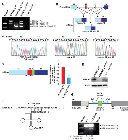 Figure 5. Alternative splicing because of c.7235G > A (p.R2336H) mutation. (A) RT-PCR analysis of the Brca2KO/KO ES cells expressing WT transgene, and Brca2CKO/KO and Brca2KO/KO ES cells expressing p.R2336H variant human BRCA2 transgene. FL indicates fragment of a full-length product; Δexon12, transcript with deletion of exon 12 (this is a natural, alternatively spliced form of BRCA232); Δexon 13, transcript with deletion of exon 13; and Δexons 12 and 13, transcript with deletion of exons 12 and 13. (B) Schematic diagram of the effect of p.R2336H (c.7235G > A) mutation on splicing. Exon numbers are indicated above the boxes representing the different exons. Arrows indicate the positions of the primers. (♦) represents the stop codon generated because of exon skipping. (C) Sequence analysis of different RT-PCR products from Brca2KO/KO ES cells expressing p.R2336H mutation. Left panel: Full-length transcript with the presence of mutation marked in red. Middle panel: Skipping of exon 13. Right panel: Skipping of exons 12 and 13. (D) Real-time RT-PCR analysis of the full-length transcript in mouse ES cells expressing either WT or p.R2336H BRCA2 variant. Left panel: Scheme of mature RNA quantified by real-time RT-PCR. Arrows indicate the primers. (E) WB showing the expression of WT and p.R2336H BRCA2 transgenes. c-myc antibody was used to detect BRCA2. For loading control, β-actin blot is shown. (F) Binding of U1 snRNA to the 5′ splice site. Uppercase letters correspond to the exon, and lowercase letters represent intron. Arrow indicates the change because of p.R2336H mutation. (G) RHCglo minigene reporter construct containing BRCA2 exon 13 variants (WT or p.R2336H) along with the flanking intron segments shown on top. Genomic fragments were PCR amplified using the primers containing flanking SalI and XbaI sites from the corresponding BACs and cloned into RHCglo reporter construct. After transient transfection into COS7 cells, RT-PCR was done using the primers pF and pR as indicated by arrows. RT-PCR analysis of BRCA2 exon 13 exclusion/inclusion in RHCglo minigene is shown below.