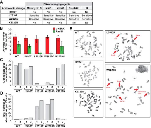 Figure 6. Functional evaluation of BRCA2 variants located at the C-terminal domain. (A) Chart summarizing the sensitivity of ES cells expressing different mutant BRCA2 to different DNA-damaging agents. (B) Quantification of RAD51 and γ-H2AX foci after ionizing radiation. Error bars represent the mean ± SD. (C) HR efficiency as measured by gene targeting to the Rosa26 locus. For each variant and WT BRCA2, 2 independent clones were used, and they are marked 1 and 2. (D) Total number of chromosomal abnormalities present in WT and different mutant ES cells are represented. Randomly selected 100 metaphase spreads were counted blindly in each case. Two independent clones were used for each mutant and WT cell. (E) Representative metaphase spreads are shown. Thick arrows indicate different chromosomal abnormalities. To rule out the possibility of secondary mutations, each experiment was conducted using at least 2 independent clones of each mutant and they behaved similarly.