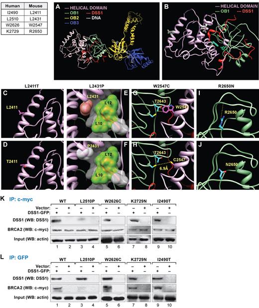 Figure 7. Effect of BRCA2 variants on the structure of the C-terminal domain of mouse BRCA2 and analysis of BRCA2-DSS1 interaction. (A-B) Human BRCA2 mutations in C-terminal region and the corresponding mutations in the mouse BRCA2 are listed in the table. Structure of C-terminal region of BRCA2 that includes 3 oligonucleotide/oligosaccharide-binding (OB) domains OB1, OB2, and OB3, preceded by a helix-rich helical domain, whereas the helical domain (A) and OB1 interact with an essential cofactor DSS1 (B). The mutations studied in this work are present in the OB1 and the helical domain, whose side chains are colored magenta (if present in the helical domain) or cyan (if present in the OB1 domain) and highlighted in green. The effects of variants on the structure of BRCA2 described here are computer predictions and not primary crystallographic data. (C-D) Leucine at position 2411 is present at the first helix of helical domain (C). Its side chain is colored magenta, and its mutant is shown in Thr2411 (D). (E) Leucine at position 2431 is present at the core of the helical domain and interacts with DSS1. The side chain of Leu2431 is displayed, and its surface is colored pink. The protein DSS1 surface is displayed and colored white, except the hydrophobic patch between Leu10 and Leu12 of DSS1 is colored green. (F) The mutant of the same residue, Pro2431, surface is displayed in white. (G) Tryptophan at position 2547 is present within the helical domain and crucially placed at the interface of this domain and OB1. Trp2547 makes several van-der Waals interactions with Thr2643 of the OB1 domain, shown at yellow dotted lines. (H) A cysteine mutant Cys2547 side chain is shown as stick diagram, which might have the tendency to form a disulfide bond with a cysteine residue Cys2610. (I) Arginine at position 2650 is present at the surface of the OB1 domain (blue sticks), which forms a hydrogen bond with the backbone of Asp2693, whereas mutant Asn2650 loses the hydrogen bond (J). (K) Coimmunoprecipitation experiments of extracts after transient expression of DSS1-GFP construct in ES cells expressing either WT or mutant BRCA2. DSS1-GFP was detected by WB in immunoprecipitations (IP) with c-myc antibody. BRCA2 is tagged with c-myc, and DSS1 is tagged with GFP. Note that, in p.L2510P mutants, DSS1-GFP IP was reduced (lane 3), but in p.W2626C (lane 5), p.K2729N (lane 7), and p.I2490T (lane 9) mutants, the amount of DSS1 immunoprecipitated with BRCA2 is comparable to the WT (lane 1). Actin was used for input control. (L) IP using GFP antibody. WB using c-myc antibody after performing IP with GFP antibody detected BRCA2. DSS1-GFP was detected by DSS1 antibody. The amount of immunoprecipitated BRCA2 is reduced in p.L2510P mutants (lane 3), but not in p.W2626C (lane 5), p.K2729N (lane 7), and p.I2490T (lane 9) compared with the WT cells (lane 1). Actin was used to show the same amount of protein used in the IP experiments.