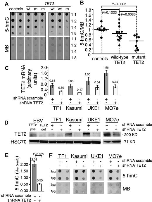 Figure 1. Mutation or knockdown of TET2 lead to decreased levels of 5-hmC in human hematopoietic cells. (A) 5-hmC content of granulocytes from healthy patients (controls) and wild-type (wt) or mutant (m) TET2 MPN patients was determined by analyzing serial 2-fold dilutions of granulocyte DNA on dot blots with an anti–5-hmC antibody. The membranes were stained by MB to allow quantification of spot intensities by ImageJ software. (B) The ratios of 5-hmC to MB spot intensities from 4 experiments (10 control samples, 14 wild-type TET2 MPN samples, and 9 mutant TET2 MPN samples) were calculated, and individual values were normalized to the average value of control DNA for each experiment. Normalized values are plotted as squares, triangles, diamonds, and circles, each symbol representing one experiment. Horizontal bars indicate median values. P values were obtained with the use of the 2-tailed Mann-Whitney test. (C) TET2 mRNA quantification in TF1, Kasumi-1, UKE1, and MO7e cell lines transduced by lentiviruses expressing GFP and shRNA designed against either TET2 (shRNA TET2) or a control scramble sequence (shRNA scramble). Error bars indicate SEM. (D) Western blot analysis of transduced cell lines with anti-TET2 and anti-HSC70 antibodies. EBV lymphoblastoid cell lines from a patient with no TET2 mutation (EBV TET2 pos) and a patient with a biallelic deletion of TET2 (EBV TET2 del) were used as positive and negative controls. (E) 5-hmC content was determined by HPLC-MSMS in transduced MO7E cells. Histograms show 5-hmC/5-mC ratios (mean of 3 experiments). Error bars indicate SEM. P value was obtained with an unpaired Student t test. (F) A total of 1-2 μg of DNA from transduced TF1, Kasumi-1, UKE1, and MO7e cells was spotted for 5-hmC dot blot assay. Membranes were stained with MB to control spotting.
