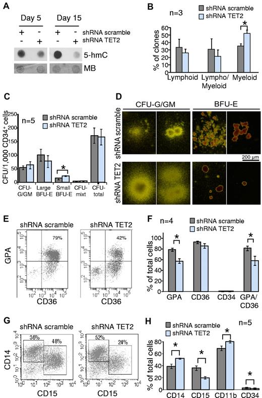Figure 2. Knockdown of TET2 disturbs myeloid differentiation of cord blood CD34+ cells in vitro. Cord blood CD34+ cells were transduced by lentiviruses expressing GFP and either shRNA scramble or shRNA TET2. GFP+ cells were sorted 2 days after the end of the transduction procedure. (A) Sorted GFP+ cells were grown in MEM-α medium supplemented with SCF, FLT3-L, IL-3, and G-CSF. After 5-15 days of culture cells were harvested, DNA extracted, and spotted for 5-hmC dot blot assay. Membranes were stained with MB to assess equal spotting. Results are representative of 3 experiments, each performed at 3 time points of culture. (B) Sorted GFP+ CD34+CD38− cells were seeded at one cell per well on a confluent layer of MS-5 cells in a specific medium supporting B/NK/GM differentiation. After 4-6 weeks of culture wells with significant cell growth were harvested and 450 clones from 3 independent experiments were tested for B, natural killer, and myeloid differentiations with the use of anti-CD19, anti-CD56, and anti-CD15 antibodies. Histograms show the percentages of lymphoid (CD15− and CD56+ or CD19+), lympho/myeloid (CD15+CD19+ or CD15+CD56+ or CD15+CD19+CD56+), and myeloid (CD15+CD19−CD56−) clones. *P < .05, unpaired Student t test. Error bars indicate SEM. (C) Transduced CD34+ cells were seeded in methylcellulose in the presence of EPO, IL-3, SCF, and G-CSF. At day 14, colonies derived from shRNA scramble and shRNA TET2 BFU-E and CFU-G/GM were enumerated. Histograms show the number of colonies derived from transduced CD34+ cells (n = 5 independent experiments). *P < .05, unpaired Student t test. Error bars indicate SEM. (D) Photographs showing BFU-E– and CFU-G/GM–derived colonies. Colonies derived from shRNA TET2 BFU-E were smaller than those derived from shRNA scramble BFU-E. In contrast, CFU-G/GM–derived colonies appeared larger. (E) Transduced CD34+ cells were grown in serum-free medium supplemented with SCF, IL-3, and EPO. At day 14, CD34, CD36, and glycophorin-A (GPA) expression were analyzed by flow cytometry. Scattergrams from one representative of 4 experiments are shown. (F) Histograms represent the mean percentages of cells positive for GPA, CD36, CD34, and double-positive for GPA and CD36 antigens in the whole cell suspension after the 14-day culture. *P < .05, unpaired Student t test. Error bars indicate SEM (G) Transduced CD34+ cells were grown in a medium containing SCF, FLT3-L, IL-3, and G-CSF to monitor granulomonocytic differentiation in vitro. CD14 and CD15 immunophenotypic analysis at day 10 in 1 representative of 5 independent experiments is shown. (H) CD14, CD15, CD11b, and CD34 immunophenotypic analysis of cultured cells at day 10. Histograms represent the mean percentages of cells positive for each antigen in the whole cell suspension (5 independent experiments). *P < .05, unpaired Student t test. Error bars indicate SEM.