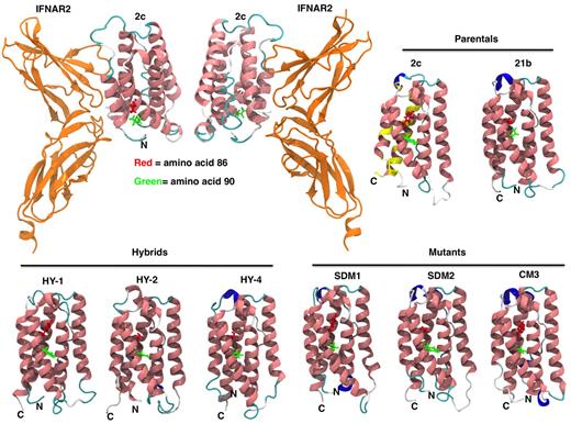 Figure 3. IFNα constructs 3-D models. IFN homology models for parental IFN (IFNα2c and IFNα21b), hybrids, and mutants were generated as described in “Homology modeling.” The ribbon diagram renderings of IFN homology models are colored by secondary structure (pink = α helix, blue = 310 helix, cyan = turn, white = coil). Mutations in the C-loop of the molecule in amino acid positions 86 and 90 are shown in red and green, respectively. Overall the structures are very similar with the mean root mean square deviation (RMSD) between the C-α carbons being 2.5 Å (median RMSD = 2.4 Å). Most of the structural differences between the models occur in loop regions, specifically positions 21-31, 45-51, and 100-110. Docking of IFN-binding ectodomain of the homology model of IFNα2c to IFNAR2 is shown (top left panel). Yellow color on IFNα2c model illustrates IFNAR2 interacting region (top right panel). Coloring on secondary structure was performed using Visual Molecular Dynamics (VMD) program.