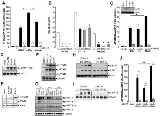 Figure 4. IFNα and mutant signaling. (A) Macrophages were pretreated or not with anti-IFNAR (CD118) for 20 minutes and treated with parental IFNα or SDM1 for 4 hours. Levels of APOBEC3A for SDM1 compared with parental IFNs *P < .01. APOBEC3A transcription by RT-PCR shows that blockade of IFNAR2 reduces APOBEC3A gene expression, **P < .01. (B) Macrophages were exposed to HIV 2 hours, washed and incubated with CD118 antibody or isotype control for 20 minutes. IFNα21b, IFNα2c SDM1 were then added once at 1 ng/mL and supernatants collected at day 13 after infection and tested for p24 (*P < .01, HIV alone vs IFN-treated). (C) Macrophages were treated with 1 ng/mL of IFNα21b, IFNα2c, or SDM1 in the presence or absence of excess soluble IFNAR2. *P < .05 SDM1 vs 21B and 2C. Inset: Whole cell lysates from macrophages treated with IFNα2c, SDM1 and SDM2 were analyzed for P-JAK1 by Western blot. Representative assay n = 2. (D) Whole cell protein lysates collected after 15-minute exposure to IFNα (0.1 ng/mL) were examined for STAT activation. Levels of STAT1 phosphorylation were analyzed by Western blot using an anti-pSTAT1 antibody. Membranes were then probed with STAT1 antibody to confirm equivalent protein loading. Representative data, n = 4. (E) STAT2 activation was detected 15 minutes after IFN (1 ng/mL) by immunoblotting using pSTAT2 and STAT2 antibodies or β-actin (n = 3). (F) Enhanced phosphorylation of STAT3, STAT5, and STAT6 after treatment with indicated IFNα constructs (1 ng/mL) for 20 minutes (n = 3). (G) Whole cell lysates from macrophages exposed to medium alone, IFNα2c, SDM1, and SDM2 for the indicated time points were analyzed by Western blot for pSTAT1 (Y), pSTAT3 (Y), pSTAT3 (S), pSTAT6 (Y) and tubulin. (H) Macrophages were treated with JAK inhibitor I for 1 hour before addition of IFNα and cell lysates analyzed for pSTAT1 or (I) pSTAT3 by Western blot. Interference with IFNAR-associated JAK suppresses STAT1 and STAT3 phosphorylation when compared with macrophages not treated with inhibitor. Representative data, n = 3. (J) Total RNA analyzed by RT-PCR for APOBEC3A transcription in macrophages pretreated with JAK inhibitor 1 hour prior to 4-hour IFNα. Inhibition of JAK almost completely abrogates APOBEC3A transcription. Representative data, n = 3, *P < .003. Levels of APOBEC3A for SDM1 compared with parental IFNs, **P < .01. Data represent mean + SEM.