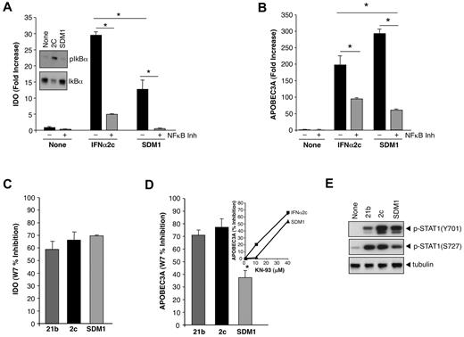 Figure 6. Regulation of IFNα-induced APOBEC3 and IDO by NFκB and calmodulin/CaMK. (A) Whole cell protein lysates collected after treatment with parental IFN or SDM1 (1 ng/mL, 20 minutes) were examined for IκBα phosphorylation by Western blot using an anti–P-IκBα antibody (inset). Transcription of IDO mRNA in macrophages that were pretreated with Bay 11-7082 (10μM) for 1 hour followed by 4 hours of parental or SDM1 mutant is diminished by 82% and 96%, respectively *P < .05 for IDO levels 2C compared with SDM1 and IFN treated compared with inhibitor/IFN treated. Representative data, n = 3. (B) Transcription of APOBEC3A in cells that were pretreated with Bay 11-7082 inhibitor for 1 hour followed by IFNα2c or SDM1 (4 hours), *P < .05 for control compared with IFN-treated; IFNα2c vs SDM1; and IFN constructs treated versus inhibitor/IFN-treated. Representative data, n = 3. (C, D) Macrophage cultures were pretreated for 1 hour with the calmodulin inhibitor W7 (40μM) or (D inset) CaMKII inhibitor KN93 (10-40μM) before 4-hour treatment with parental IFNs and SDM1 mutant. Total mRNA was examined for APOBEC3A and IDO gene transcription, in C P = not significant; in D *P < .05. (E) Whole cell lysates were analyzed for pSTAT1(Y701)(S727) and tubulin (30 minutes). Representative data, n = 3.