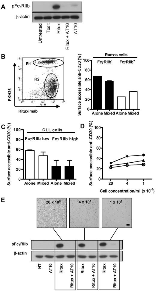 Figure 3. Rituximab binds CD20 and FcγRIIb in a cis fashion and activates FcγRIIb. (A) Raji cells were stimulated with tositumomab, rituximab ± AT10, or AT10 alone (all 10 μg/mL) for 2 hours and assessed for phosphorylated FcγRIIb by Western blotting. (B) PKH26-labeled Ramos cells (FcγRIIb−, R1) were mixed 1:1 with sorted, high FcγRIIb-expressing Ramos transfectants as described in “Surface fluorescence quenching assay” (R2, left). FcγRIIb+ and FcγRIIb− cells were cultured alone, or mixed, and treated with 5 μg/mL Ritux-488 for 6 hours (right) and assessed in the quenching assay. Data are represented as medians ± ranges (n = 3). (C) As before, a low FcγRIIb-expressing CLL sample was PKH26-labeled, mixed 1:1 with a high FcγRIIb-expressing CLL sample and assessed in the quenching assay after treatment with 5μg/mL Ritux-488 for 6 hours. Data are represented as medians ± ranges (n = 3). (D) CLL cells were cultured with Ritux-488 at various densities shown and the quenching assay performed after treatment with 5 μg/mL Ritux-488 for 6 hours as before. (E) Raji cells were cultured at decreasing densities and assessed by Western blotting for phosphorylated FcγRIIb. Representative images from these experiments demonstrate differences in cell proximity. Cells in were viewed while in culture using an Olympus CKX21 inverted microscope with a 10×/0.25 PH lens and 10× magnification was used. Bar represents 100 μm.