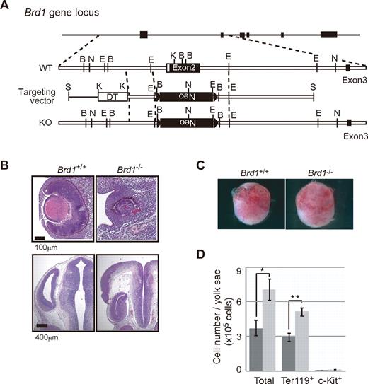 Figure 1. Targeted disruption of the mouse Brd1 gene. (A) Strategy for making a knockout allele for Brd1 by homologous recombination in ES cells. B, BamHI; N, NcoI; E, EcoRI; K, KpnI; S, SalI. (B) Developmental defects in Brd1−/− embryos. Abnormal lenses with disoriented optic cups (top) and neural tube disclosure (bottom) in Brd1−/− embryos at 12.5 dpc. Sections were stained with hematoxylin and eosin. (C) Appearance of wild-type (Brd1+/+, left) and Brd1−/− (right) yolk sac at 10.5 dpc. (D) Absolute numbers of total cells, c-Kit+ hematopoietic progenitors, and Ter119+ erythroid cells in 10.5 dpc yolk sac from wild-type (left bar, n = 5) and Brd1−/− (right bar, n = 3) embryos. The results are shown as the mean ± SE *P < .05, **P < .005.
