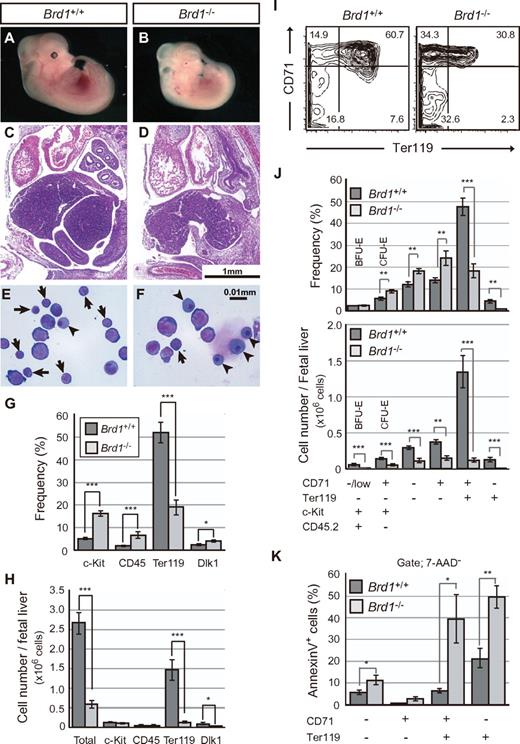 Figure 2. Impaired hematopoiesis in Brd1−/− fetal liver. Appearance of wild-type (A) and Brd1−/− (B) embryos at 12.5 dpc. H&E-stained transverse sections of 12.5 dpc wild-type (C) and Brd1−/− (D) embryos. Morphology of 12.5 dpc fetal liver hematopoietic cells from wild-type (E) and Brd1−/− (F) embryos stained with May-Grüenwald-Giemsa solutions. Arrows and arrowheads indicate mature erythroblasts and nucleated erythrocytes, respectively. Frequency (G) and absolute cell numbers (H) of c-Kit+ hematopoietic progenitors, CD45+ hematopoietic cells, Ter119+ erythroid cells, and Dlk1+ hepatoblasts in 12.5 dpc fetal livers from wild-type and Brd1−/− embryos. The results are shown as the mean ± SE (n ≥ 4). *P < .05, ***P < .0005. (I) Flow cytometric profiles of erythroid differentiation defined by CD71 and Ter119 expression in representative fetal livers at 12.5 dpc. The percentage of each fraction is indicated. (J) Frequency (top) and absolute cell numbers (bottom) of BFU-E, CFU-erythroid, CD71−Ter119− cells, CD71+Ter119− erythroblasts, CD71+Ter119+ erythroblasts, and CD71−Ter119+ erythroblasts in 12.5 dpc fetal livers from wild-type and Brd1−/− embryos. The results are shown as the mean ± SE (n ≥ 8). **P < .005, ***P < .0005. (K) Massive apoptosis of Brd1−/− erythroblasts. The percentage of annexin V+/7-aminoactinomycin D− (7-AAD−) apoptotic cells in each fraction defined by CD71 and Ter119 is shown as the mean ± SE (n ≥ 4). *P < .05, **P < .005.