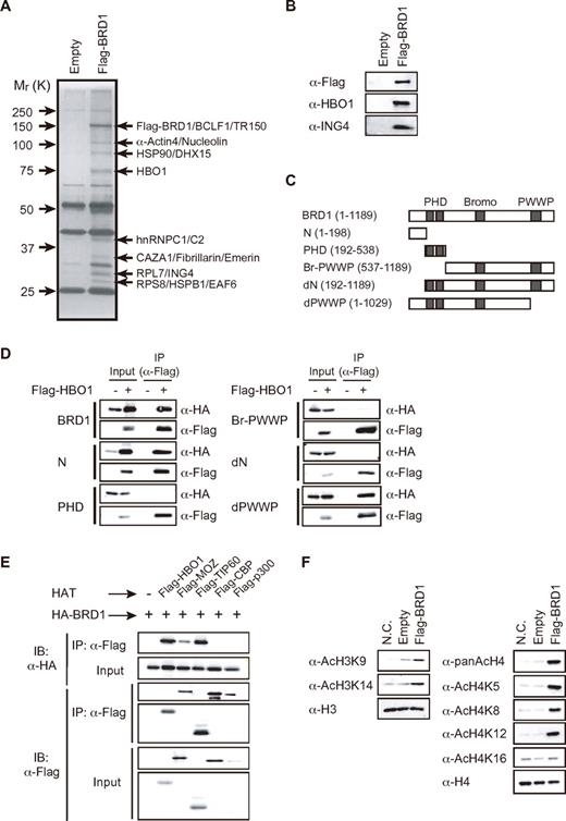 Figure 3. BRD1 forms a HAT complex with HBO1. (A) Purification of the BRD1 complex. Flag-tagged BRD1 protein was partially purified from lysates of K562/Flag-BRD1 cells using an anti-Flag antibody. (B) Western blot analysis of the purified BRD1 complex in panel A by the use of indicated antibodies. (C) Schematic representation of BRD1 and its deletion mutants. Three major domains are indicated. (D) Localization of the binding site in BRD1 for HBO1. 293T cells were transfected with HA-tagged BRD1 mutants with and without Flag-tagged HBO1. Proteins in the lysates of the transfectants were immunoprecipitated with the anti-FLAG antibody and eluted with an excess of Flag peptide. The eluents were analyzed by Western blotting by the use of anti-Flag or HA antibodies. (E) Affinity of BRD1 for the MYST family HATs (HBO1, MOZ, and Tip60) and CBP/p300. 293T cells were transfected with HA-tagged Brd1 together with indicated Flag-tagged HATs. Proteins in the lysates of the transfectants were immunoprecipitated with the anti-FLAG antibody. The immunoprecipitates were analyzed by Western blotting with anti-Flag and HA antibodies. (F) HAT activity of the BRD1 complex. The BRD1 complex was partially purified from lysates of K562/empty vector (Empty) and K562/Flag-BRD1 cells by the use of the anti-Flag antibody and HAT activity on recombinant histones H3 and H4 was evaluated. As a negative control (N.C.), the recombinant histones H3 and H4 were similarly treated without HAT complexes.