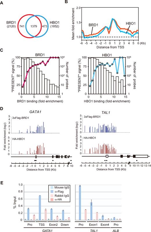 Figure 5. BRD1 and HBO1 coregulate erythroid genes. (A) ChIP-chip analysis of BRD1 and HBO1 binding in K562 cells. A ChIP-chip analysis was performed in K562 cells coexpressing 3xFlag-BRD1 and HA-HBO1 by use of anti-Flag and HA antibodies. Fold enrichment > 4 was judged as positive. The number of genes in each category of the Venn diagram is indicated. (B) Average BRD1 and HBO1 binding was depicted in the promoter regions (from −6 kb to +6 kb relative to the transcription start site) of all genes in the ChIP-on-chip analysis. The dotted line represents the normalized average signal over the entire chip. (C) Graph of the correlation of expressed genes in K562 cells in terms of the degree of BRD1 or HBO1 binding. Gene expression profiles of K562 cells examined with microarrays were used to judge the transcriptional status of the BRD1- or HBO1-occupied genes identified in the ChIP-chip analysis. The percentage of probes that produced “PRESENT” signals in the microarray analysis was plotted against the BRD1 or HBO1 binding detected in the ChIP-on-chip analysis. (D) ChIP-on-chip signals in the GATA1 and TAL1 promoter regions. Blue columns indicate the probes with no signals. The GATA1 and TAL1 gene structures and the location of the primer sets are depicted. (E) ChIP analyses at the GATA1 and TAL1 loci. The binding of BRD1 and HBO1 to the indicated regions of the GATA1 and TAL1 genes was determined by ChIP and site-specific real-time PCR. The relative amount of immunoprecipitated DNA is depicted as a percentage of input DNA. The data are shown as the mean ± SE for triplicate PCRs. The ALB promoter served as a negative control. Pro indicates promoter; and Down, 3 kb downstream from the polyadenylation site.