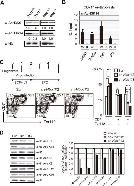 Figure 6. The Hbo1-Brd1 complex is responsible for the bulk of H3K14 acetylation. (A) Levels of acetylation at histone H3 in wild-type, Brd1−/−, and Moz−/− CD71+Ter119− erythroblasts. Histones purified from purified CD71+Ter119− erythroblasts were analyzed by Western blotting by use of the indicated antibodies. Levels of acetylated H3K9 and H3K14 were normalized to the amount of H3 and are indicated relative to wild-type control values. (B) Levels of H3K14 acetylation at the promoters of erythroid regulator genes. A ChIP analysis was performed with CD71+ erythroblasts from wild-type (W) and Brd1−/− (K) 12.5 dpc fetal livers with an anti-acetylated H3K14 antibody. The relative amount of immunoprecipitated DNA is depicted as a percentage of input DNA. The data are shown as the mean ± SE for triplicate PCRs. The Alb promoter served as a negative control. (C) Hbo1 knockdown in fetal liver progenitor cells. c-Kit+ CD71− cells were sorted from fetal livers at 12.5 dpc and cultured in the presence of SCF and IL3. Twenty-four hours later, cells were infected with lentiviruses against Hbo1 (#2 and #3) and the culture medium was changed to that containing EPO to induce erythroid differentiation (top left). After a 3-day induction, cells were stained with the indicated antibodies and analyzed by flow cytometry. The knockdown cells were monitored for expression of GFP, a marker antigen for infection. The flow cytometric profiles of GFP+ cells are indicated (bottom left) and their differentiation defined by the expression of CD71 and Ter119 is shown as the mean ± SE for triplicate cultures (right). * P < .05, *** P < .0005. (D) Levels of acetylation of histones H3 and H4 in Hbo1-knockdown erythroblasts. Histones were prepared from CD71+ erythroblasts purified from the Hbo1-knockdown culture in (C) and analyzed by Western blotting by the use of the indicated antibodies (left). Levels of acetylation of H3 and H4 at each residue were normalized to the amount of H3 and H4, respectively. The acetylation levels relative to the sh-Luc controls are indicated (right).