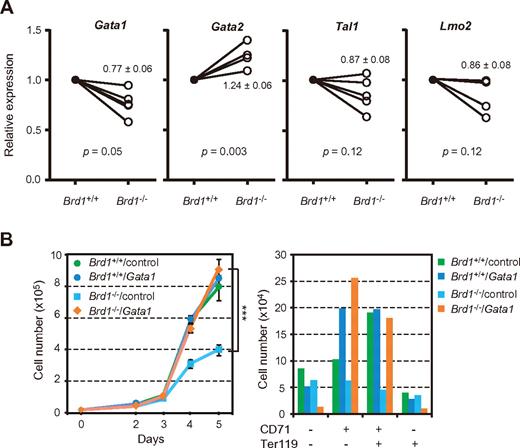 Figure 7. Insufficient transcription of erythroid regulator genes causes impaired erythropoiesis in Brd1−/− fetal livers. (A) Quantitative RT-PCR analysis of expression of erythroid transcription factor genes in erythroblasts purified from wild-type and Brd1−/− 12.5 dpc fetal livers. mRNA levels were normalized to Hprt1 expression. Expression levels relative to those in the wild-type erythroblasts are shown as the mean ± SE (n = 4∼5). (B) Rescue of defective proliferation of Brd1−/− erythroblasts by exogenous Gata1. c-Kit+ CD71− cells were sorted from wild-type (Brd1+/+) and Brd1−/− fetal livers at 12.5 dpc and cultured in the presence of SCF and IL-3. Twenty-four hours later, cells were infected with either GFP control or Gata1 retroviruses and the culture medium was changed to that containing EPO to induce erythroid differentiation. After a 3-day induction, cells were stained with the indicated antibodies and analyzed by flow cytometry. Cell growth during culture (left) and the final numbers of erythroid cells at different stages of differentiation (CD71−Ter119− to CD71−Te119+; right) are shown as mean ± SE for triplicate cultures. ***P < .0005.