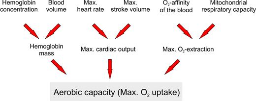 Figure 1. Parameters determining the aerobic capacity. The aerobic capacity, as measured as the maximal O2 uptake (·O2 max), depends primarily on the person's total Hb mass, the maximal cardiac output, and the maximal O2 extraction in the heart and the skeletal muscles. The total Hbmass results from the blood hemoglobin concentration and the blood volume.