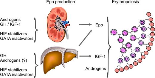 Figure 3. Control of erythropoiesis and starting points for blood doping. The hormone Epo, which derives from kidneys and liver, stimulates the survival, proliferation, and differentiation of the erythrocytic progenitors in hemopoietic tissues. The enhanced release of reticulocytes leads to an increase in the blood hemoglobin concentration and, thus, the O2 capacity of the blood and the total Hb mass. Epo gene expression in the kidneys and the liver is controlled at the transcriptional level. Because the Epo enhancer is activated by the HIF, chemicals stabilizing HIF, such as cobalt and α-ketoglutarate competitors, increase Epo expression. GATA inactivators release the Epo promoter from the inhibition by GATA-2. Androgenic steroids and GH, respectively IGF-1, augment the production of Epo and the proliferation of erythrocytic progenitors.