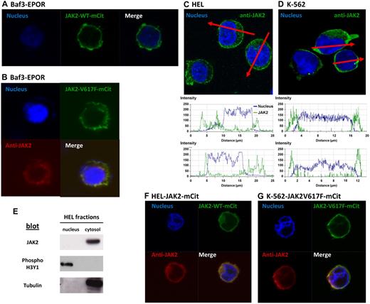 Figure 1. JAK2 targets the membrane of Baf3 and HEL cells and is excluded from the nucleus. (A) Confocal fluorescent images in Baf3/EPOR cells after transient transfection with JAK2WT-mCitrine. The nucleus is labeled with Hoechst. (B) Confocal images of Baf3/EpoR cells transiently transfected with JAK2V617F-mCitrine (green fluorescence). Cells were also stained with anti-JAK2 (Cy5, red fluorescence) and Hoechst. (C-D) Analysis of endogenous JAK2 distribution in HEL and K562 cells labeled with Hoechst and anti-JAK2 antibodies. Red lines indicate lines drawn across individual cells in the confocal image, with matching plots below reporting fluorescence intensity. (E) Analysis of nuclear and cytosol extracts from HEL cells, subjected to SDS-PAGE, Western blotting and immunoblotting with JAK2, tubulin, and phospho-histone 3 antibodies.(F-G) Confocal fluorescent images in HEL and K562 cells after transient (HEL) or stable (K562) transfection with JAK2V617F-mCitrine (HEL) or JAK2WT-mCitrine (K562) (green fluorescence). Nuclei were stained with Hoechst and endogenous JAK2 was stained with an anti-JAK2 antibody detected by a secondary antibody coupled to a Cy5 dye. Confocal fluorescent images were acquired using a Zeiss LSM 510 META confocal microscope with a 63× oil objective. ZEN 2009 5.5 SP1 software was used for both image acquisition and processing. Before imaging, treated cells were mounted on slides using ProLong Gold antifade reagent (Invitrogen).