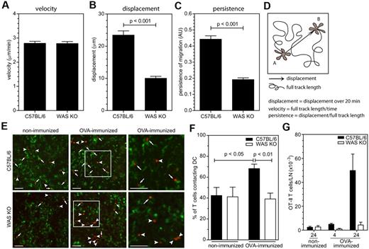 Figure 1. WASp deficiency impairs DC migration T-cell interaction in the lymph node. Analysis of migratory behavior; (A) velocity, (B) displacement, and (C) persistence of migration of in situ migrating DCs by multiphoton imaging, data are shown as averages ± SEM, C57BL/6 n = 155 from 4 independent experiments, WAS KO n = 151 from 3 independent experiments, P values are indicated (2-tailed Student t test). (D) Schematic representation of parameters assessed for analysis of migration. (E) Immunofluorescent analysis of DCs interacting with antigen-specific T cells, DCs in green, OT-II T cells in red, arrows indicate T cells in contact with DC, arrowheads indicate T cells in close vicinity but not in contact with DCs and right panels are enlarged magnification of indicated area in middle panels and scale bars represent 50 μm. (F) Quantification of T cells in contact with DCs, by immunofluorescence, C57BL/6 n = 9 nonimmunized, n = 14 immunized; WAS KO n = 9 nonimmunized, n = 14 immunized; data are shown as averages ± SEM and P values are indicated (1-way ANOVA). (G) Quantification of T cells in contact with DCs by flow cytometry, n = 2 and data are shown as averages ± SD.