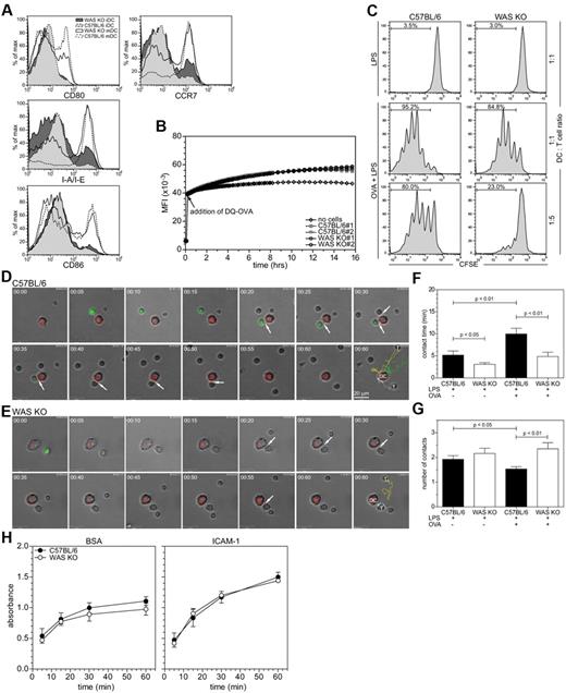 Figure 2. WASp is required for in vitro DC/T-cell interaction. (A) Analysis of expression of DC maturation markers, representative histograms are shown of 3 experiments. (B) Endocytosis and processing of self-sequenced, fluorescently labeled ovalbumin (DQ-OVA) over time, C57BL/6 and WAS KO n = 2. (C) Proliferation of OT-II T cells, induced by coculture with BMDCs at indicated ratio, was determined by CFSE dilution. Shown are representative histograms of 12 experiments. (D-E) DC-T-cell interactions, shown are stills from a 60-minute recording (1 frame/min) of DCs (red) interacting with OT-II T cells (green), arrows indicate when cells are in contact and last frame shows individual tracks of T cells. (F) Quantification of the average contact time and (G) frequency of T cells contacting the same DCs from the imaging shown in panels A and B, data are shown as averages ± SEM, 1 representative experiment of 4 is shown with > 40 cells analyzed per condition, P values are indicated (1-way ANOVA).