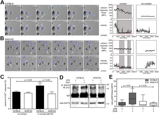 Figure 3. In the absence of WASp contacts between DCs and T cells are less functional. (A-B) Recording of calcium oscillations resulting from DC-T-cell interactions, shown are stills from a 30-minute recording (6 frames/min), calcium was measured by Fluo4 intensity and is depicted as pseudocolor, arrows indicate when cells are in contact. In the last panels, analysis of Fluo4 fluorescence intensity is plotted for representative T cells together with the velocity of the cells and manual tracking of contacts with a DC, gray boxed area indicates when T cell is in contact with a DC. (C) Quantification of data from panels A and B, shown is the SD of fluorescence intensity expressed as a percentage of the average fluorescence within the indicated recording time. Data are the mean of 3 independent experiments and shown as average ± SEM, C57BL/6 n = 72-86 cells, WAS KO n = 64-94 cells, P values are indicated (1-way ANOVA). (D) Analysis of ZAP70 phosphorylation resulting from TCR stimulation. Top panels show immunoblot with anti phospho-tyrosine after immunoprecipitation with anti–ZAP70, bottom panels show immunoblot with anti-ZAP70 as loading control. Representative blots of 4 independent experiments are shown. (E) Densitometry analysis of Western blot analysis shown in panel D. Data are shown as box-and-whisker plots (minutes to max) and P values are indicated (Student t test).