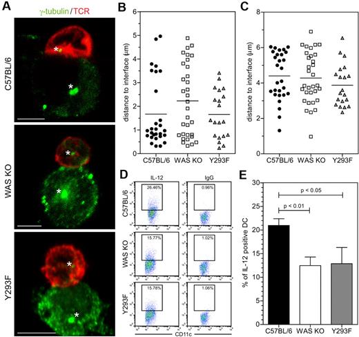 Figure 4. WASp-deficient DCs fail to prime T cells. (A) Confocal analysis of MTOC localization, cells were stained for γ-tubulin (green) and TCR (red), asterisk indicates MTOC and scale bar represents 5 μm. Quantification of MTOC distance to the T-DC interface in (B) T cells and (C) DCs, data are of 4 independent experiments, C57BL/6 n = 28, WAS KO n = 32 and Y293F WASp n = 20 cells in total. (D) IL-12 production by DCs in coculture with OT-II T cells (representative plots shown from 1 experiment) was determined by intracellular FACS and quantified in panel E, showing average ± SEM, C57BL/6 n = 5, WAS KO n = 5, Y293F n = 3, P values are indicated (Student t test).