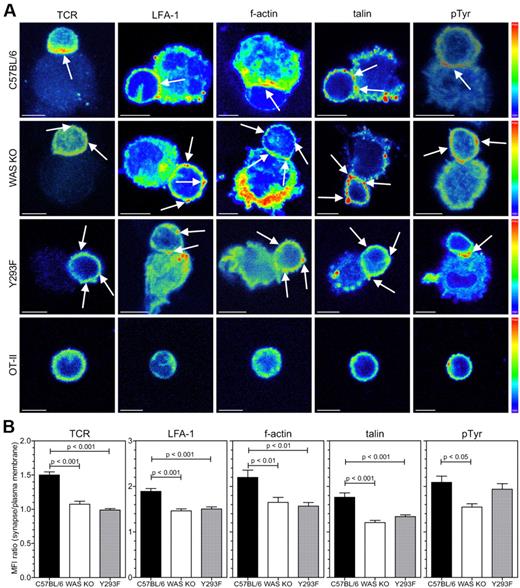 Figure 5. WASp in DCs is required for polarization of SMAC components in T cells. (A) Confocal analysis of DC-T-cell clusters between BMDCs from the indicated mouse strain or nonconjugated T cells (bottom panel), stained for TCR, LFA-1, f-actin, talin, and phospho-tyrosine. Fluorescence intensity is expressed as pseudocolor, arrows indicate high-intensity accumulation of marker expression and scale bars represent 5 μm. (B) Quantification of data shown in panel A, data are shown as the ratio of the mean fluorescence intensity of the interface area divided by the fluorescence of the peripheral plasma membrane, data are from 2-12 experiments and shown as averages ± SEM, C57BL/6 n = 24-88 cells, WAS KO n = 22-76 cells and Y293F WASp n = 25-71 cells, P values are indicated (1-way ANOVA).