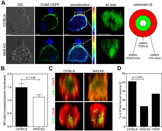 Figure 6. WASp in DCs is required for pSMAC formation. (A) Confocal analysis of ICAM-1/GFP-transduced DCs that formed an IS with OT-II cells. From left to right panels show DIC, GFP signal, pseudocolor of GFP and 3D reconstruction of the contact interface area between the cells, projected en face, scale bars represent 5 μm. Right panel shows schematic representation of classic bull's-eye immune synapse and SMAC distribution (B) Quantification of data shown in panel A, data are shown as the ratio of the mean fluorescence intensity of the interface area divided by the fluorescence of the peripheral plasma membrane, data are shown as average ± SEM and are from 4 independent experiments, C57BL/6 n = 34 cells, WAS KO n = 31 cells, P values are indicated (Student t test). (C) 3D reconstruction of the interface between DCs and T cells from z-sections obtained by confocal imaging, in top panels LFA-1 is in green, CD45 in red, in bottom panels TCR is in green, asterisks indicate cSMAC foci. (D) Quantitative evaluation of IS formation based on appearance (focused cSMAC or multifocal), data are percentage of cells with classic IS appearance from at least 10 experiments with C57BL/6 n = 98 cells, WAS KO n = 87 cells and Y293F WASp n = 35 cells, P values are indicated (Fisher exact).
