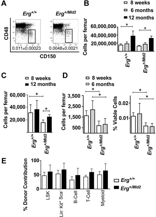 Figure 1. Steady-state HSC activity in Erg+/Mld2 mice. (A) Representative flow cytometric analyses of the LSK bone marrow fraction with CD150 and CD48 SLAM markers. The box indicates the CD150+CD48−, HSC-enriched population as a percentage of viable bone marrow cells at 8 weeks of age. Data are mean ± SD of 6 mice per genotype. (B) Bone marrow cellularity represented as number of viable nucleated cells per femur, with (C) numbers of total LSK cells per femur at 8 weeks and 12 months of age and (D) CD150+CD48− LSK cells at 8 weeks and 6 months of age expressed as the number of cells per femur (left panel) and percentage of viable nucleated bone marrow cells (right panel). Data are mean ± SD of 6 mice per genotype for each time point shown. *P < .02. (E) Relative contribution to LSK cells, hematopoietic progenitor (Lin−Sca−cKit+), myeloid, T, and B cells in recipients of mixtures of 12-month-old and 10-week-old genotype-matched bone marrow in a 1:1 competitive transplant. Data are mean ± SD for each reconstituted fraction for 3 independent competitive transplant experiments. P > .05 for comparison of data from Erg+/Mld2 and wild-type donors for each population examined.