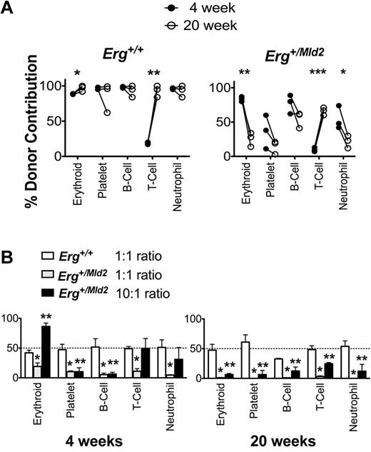 Figure 2. Short-term hematopoietic reconstitution by Erg+/Mld2 bone marrow is not sustained. (A) Reconstitution of peripheral blood of lethally irradiated recipients by 1 × 106 GFP+Erg+/+ or GFP+Erg+/mld2 unfractionated bone marrow cells. GFP+ donor contribution is shown; each point is the mean of 4 recipients with 3 independent donors included. *P < .05, **P < .001, ***P ≤ .0001: intragenotype comparison of reconstitution at 4 and 20 weeks after transplantation. (B) Competitive transplantation of GFP+Erg+/Mld2 or GFP+Erg+/+ unfractionated bone marrow cells mixed with competitor Erg+/+ bone marrow into lethally irradiated recipients. Peripheral blood reconstitution of mature lineages assessed at 4 weeks and 20 weeks after transplantation is shown for 1:1 ratio of GFP+Erg+/+ to Erg+/+ and 1:1 and 10:1 ratios of GFP+Erg+/Mld2 to Erg+/+ bone marrow cells. The mean ± SD of GFP+ donor contribution is shown from 3 independent experiments with 4 recipients per transplant. *P < .01, GFP+Erg+/Mld2 1:1 competitive donor ratio compared 1:1 GFP+Erg+/+:Erg+/+ ratio transplant. **P < .01, GFP+Erg+/Mld2 10:1 competitive donor ratio compared with 1:1 GFP+Erg+/+:Erg+/+ ratio transplant.