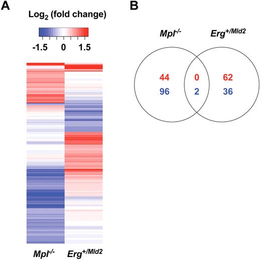 Figure 5. Distinct gene expression profiles in Erg+/Mld2 and Mpl−/− LSK cells. (A) Heat map of differentially expressed genes in the LSK compartments of Erg+/Mld2 and Mpl−/− mice (false discovery rate value set at 0.2). Genes that were up-regulated compared with the wild-type are shown in red; genes that were down-regulated compared with the wild-type are shown in blue. (B) Venn diagram of concordantly differentially expressed genes from LSK cells of each mutant, showing direction of differential expression. Numbers of up-regulated probes shown in red, and down-regulated probes in blue. Only 2 deregulated genes were shared by Erg+/Mld2 and Mpl−/− LSK cells, Fgd5 and Robo4.41,42