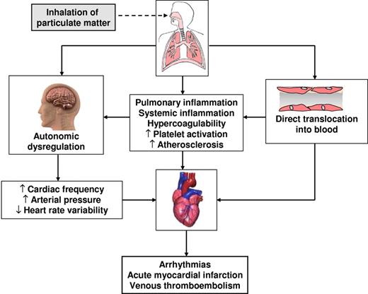 Figure 1. Adverse effects of air pollution exposure: possible mechanisms of action of cardiovascular events.