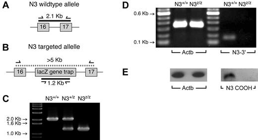 Figure 4. The gene-trapped Notch3 allele is a null allele. Random insertion of the lacZ gene trap was suspected to be in the vicinity of exons 16-17 of Notch3. (A) The location of a 2.1-kb amplicon resulting from a forward primer in exon 16 and a reverse primer in exon 17. (B) Insertion of the lacZ gene trap would generate an amplicon too large for conventional PCR using these primers; presence of the gene trap can also be confirmed using gene trap-specific primers. (C) The expected results are found using DNA from wild-type mice, homozygous gene-trapped mice, or heterozygous mice. (D) To exclude the possibility of alternate transcripts that might skip the gene-trap insert, PCR was performed in the 3′ region of the transcript (spanning exons 32 and 33), revealing that no detectable transcripts could be found. (E) An Ab recognizing the C-terminal (intracellular) domain of Notch3 was used to probe extracts from N3lacZ/lacZ or wild-type lineage-negative thymocytes. No detectable protein could be found. Together these experiments confirm that the gene-trapped allele is a null allele.