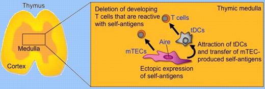 Aire expressed by mTECs regulates the ectopic expression of self-antigens and molecules, possibly including XCL1, to attract tDCs and transfer mTEC-produced self-antigens. mTECs and tDCs cooperate for the deletion of self-reactive T cells that are positively selected in the thymic cortex and migrate into the thymic medulla.