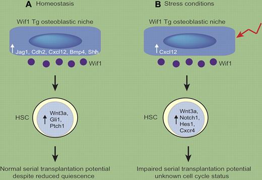 Osteoblastic overexpression of Wif1 alters HSC potential in a context-dependent manner. (A) In Wif1 Tg mice in homeostatic conditions, osteoblasts have increased expression of HSC regulatory molecules such as Jag 1, Cdh2, Cxcl12, Bmp4, and Shh. HSCs have elevated expression of Wnt3a, Gli1, and Ptch1. Increased numbers of cycling HSCs are observed but the HSCs have normal serial transplantation potential. (B) In stress situations (such as 5-FU), osteoblastic expression of HSC-regulatory molecules is reduced in Wif1 Tg mice compared with that expressed in homeostasis (with the exception of Cxcl12, which is maintained). Wif1 Tg HSCs maintain high expression of Wnt3a, but down-regulate Gli1 and Ptch1 and up-regulate expression of Notch1, Hes1, and Cxcr4. The cell-cycle status of the HSCs was not determined, but HSCs lose their serial transplantation ability.