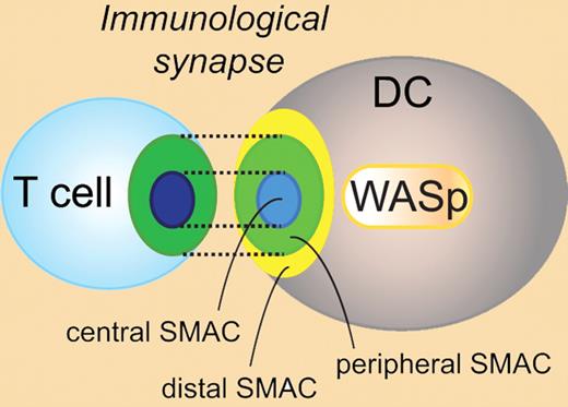 Schematic representation of the immunologic synapse between a T cell and a dendritic cell. WASp regulates the assembly and function of the immunologic synapse in DCs. DC indicates dendritic cell; SMAC, supramolecular activation cluster; and WASp, Wiskott-Aldrich syndrome protein.