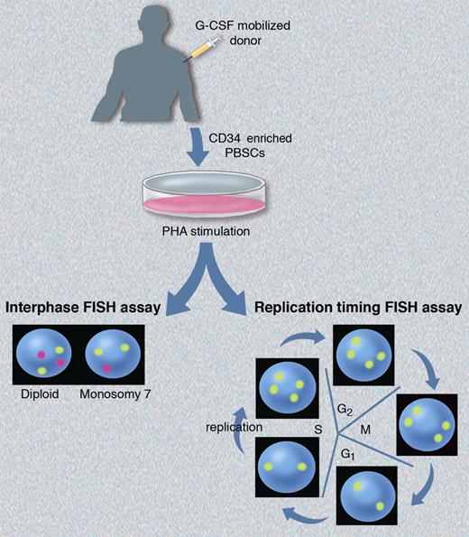 Schematic of the FISH assays used by Hirsch et al1 to assess chromosomal aneuploidy and allelic replication timing. Interphase FISH (bottom left) demonstrates the expected patterns for diploid and monosomy 7 cells using probes for chromosomes 8 (yellow) and 7 (magenta). The expected hybridization pattern for replication synchronous alleles using a single yellow probe will differ depending on where the cells are in cycle (bottom right). Postmitotic cells in G1 and early S phase (before replication) will exhibit a “singlet-singlet” signal corresponding to each allele, while cells that have undergone replication later in S phase will exhibit a “doublet-doublet” pattern corresponding to the 2 replicated alleles. Professional illustration by Marie Dauenheimer.