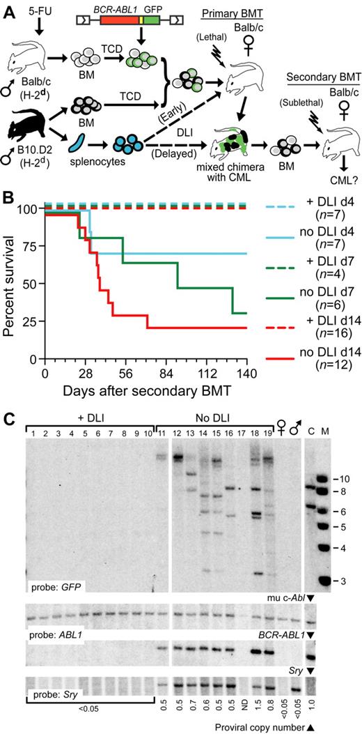 Figure 1. Cotransplantation of allogeneic splenocytes with BCR-ABL1–transduced BM blocks the engraftment of LSCs. (A) Schematic diagram of secondary transplantation experiment. Primary Balb/c recipients (H-2d) were lethally irradiated (700-900 cGy) and received BCR-ABL1–transduced TCD syngeneic BM and TCD allogeneic BM from MHC-matched (H-2d), miHA-mismatched B10.D2 donors, with (dotted line) or without allogeneic splenocytes (DLI) administered at the time of transplantation (Early) or beginning 2 weeks after transplantation (Delayed). At different intervals after the primary transplantation, recipient BM was transplanted into sublethally (400-450 cGy) irradiated secondary Balb/c recipients, who were followed for development of CML-like leukemia. (B) Survival curve depicting the time to morbidity or death from CML-like disease of secondary recipients of BM from primary mice that received allogeneic splenocytes at the time of initial transplantation (+DLI; dashed lines) or did not receive allogeneic splenocytes (no DLI; solid lines). The secondary BMT was performed at 14 days (red curves), 7 days (green curves), or 4 days (blue curves) after the primary transplantation. Note that in this model, CML-like leukemia is not transplanted with 100% efficiency even from nonchimeric donors.29 (C) Southern blot analysis of genomic DNA from spleens of secondary recipients in panel C (d14 cohort) harvested at day 56 after BMT. The blot was hybridized with a GFP probe that detects individual LSC clones (top panel), an ABL1 probe that detects murine c-Abl1 and BCR-ABL1, allowing quantification of proviral DNA content23 (middle panels), and an SRY probe to detect male (donor) sex (bottom panel). Lanes 1-10 are from recipients of BM from DLI-treated primary mice, lanes 11-19 from recipients of primary mice who did not receive DLI, DNA from normal female and male Balb/c mice, and from a control cell line (C) containing a mixture of 2 proviral clones are on the right. Note that secondary recipients of BM from primary mice treated with early DLI did not engraft with any male BCR-ABL1+ stem cells. Similar results were obtained with analysis of the day 7 cohort (data not shown).