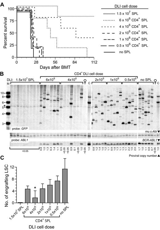 Figure 2. Reduction in CD4+ T-cell dose in early DLI is correlated with increased engraftment of LSCs. (A) Survival curve of B10.D2→Balb/c recipients of BCR-ABL1–transduced BM treated with early DLI with the indicated dose of purified CD4+ splenocytes (n = 5 for each cohort). As controls, recipients received either no DLI (no splenocytes, solid line) or DLI with unfractionated splenocytes at the standard dose (1.5 × 107 splenocytes). (B) Southern blot analysis of leukemia-initiating cell frequency in genomic DNA of BM from the cohorts in panel A. The blot was hybridized with a GFP probe (top panel) to quantify the number of engrafting LSCs or with an ABL1 probe (bottom panels) to quantify proviral DNA content, as in Figure 1C. Note that recipients of 4 × 106 T cells had only 1-2 clones per leukemic recipient. The band indicated by the asterisk is a background band. (C) Quantification of frequency of engrafting LSCs from the data shown in panel B. The difference in number of engrafting LSCs between untreated recipients and recipients of 4 × 106 CD4+ splenocytes was significant (P = .0002, unpaired t test).