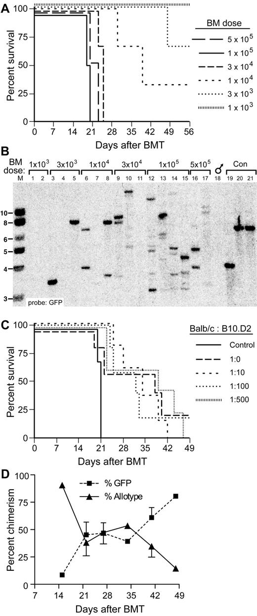 Figure 3. Prolonged survival of allogeneic chimeras engrafted with limiting numbers of LSCs. (A) Survival curve of Balb/c recipients of BCR-ABL1–transduced TCD BM from 5-fluorouracil–treated syngeneic donors injected with the indicated numbers of total BM cells. (B) Southern blot analysis of spleen genomic DNA from the cohorts shown in panel A. Lanes 1 and 2 were from recipients of 1 × 103 BCR-ABL1–transduced BM cells, lanes 3-5 received 3 × 103 transduced cells, lanes 6-8 received 1 × 104 transduced cells, lanes 9-11 received 3 × 104 transduced cells, lanes 12-15 received 1 × 105 transduced cells, whereas lanes 16 and 17 received 5 × 105 transduced cells. Lanes 19-21 were from control cell lines each containing a single provirus. Note that reduction in BM cell dose to ≤ 1 × 104 cells results in repopulation with 1-2 LSCs. (C) Survival curve of mixed allogeneic chimeras repopulated with limiting numbers of TCD LSCs, together with increasing numbers of TCD allogeneic BM cells. The numbers represent the ratio of LSCs in 1 × 104 BCR-ABL1–transduced TCD BM cells (approximately 2) to the number of allogeneic HSCs (assuming 1 HSC per 105 BM cells). Control mice received 2 × 105 syngeneic BCR-ABL1–transduced TCD BM cells only. (D) Percentage of circulating allogeneic cells and GFP+ cells versus time after BMT for the cohort that received the 1:500 mixture of BCR-ABL1–transduced and allogeneic BM from the experiment shown in panel C. Note the high level of allogeneic chimerism that persists until leukemic progression at 7 weeks. The GFP+ population between days 21 and 42 contained some cells that were allotype-positive because of phagocytosis of GFP+ leukemic cells by allogeneic macrophages.21