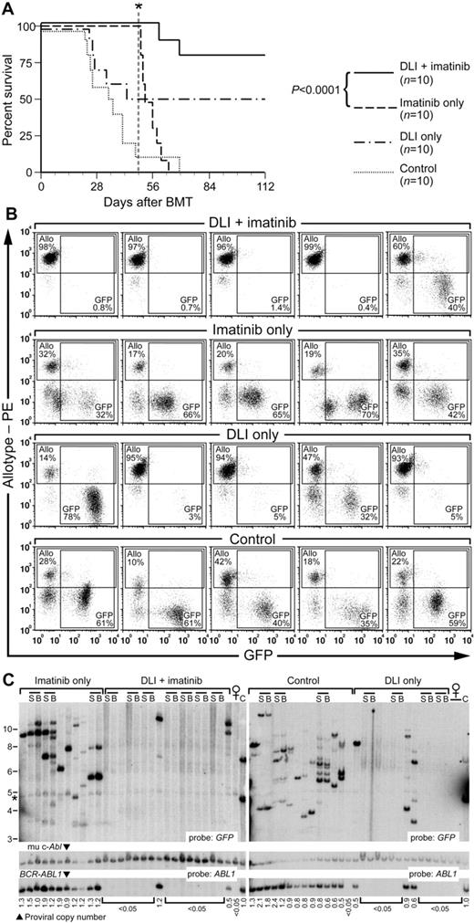 Figure 4. Delayed DLI and imatinib therapy leads to prolonged leukemia-free survival in MHC-matched/miHA-mismatched chimeras with BCR-ABL1–induced CML-like disease. (A) Survival curve for cohorts of Balb/c recipients of BCR-ABL1–transduced Lin− Balb/c BM (1 × 104 cells) mixed with 500-fold excess of MHC-matched allogeneic stem cells (B10.D2→Balb/c donors). All recipients developed mixed hematopoietic chimerism with CML-like leukemia (GFP+ myeloid cells) at day 14 after transplantation. Beginning at day 14, mice were treated with repeated weekly infusions of allogeneic (B10.D2) splenocytes (3 × 107 cells per treatment, total of 5 infusions per recipient), treated with high-dose imatinib (100 mg/kg once daily by oral gavage), or a combination of the 2 (DLI + imatinib). Imatinib treatment was discontinued at day 49 (indicated by the vertical dotted line and asterisk). The addition of delayed DLI to imatinib resulted in superior survival compared with imatinib alone (P < .0001, Mantel-Cox test), whereas the survival difference between cohorts receiving DLI + imatinib and DLI only was of borderline significance (P = .072). (B) Flow cytometric analysis of peripheral blood leukocytes from 5 representative mice each from the 4 cohorts in panel A, analyzed at 5 weeks after transplantation (after 3 DLI doses). Allogeneic chimerism (Y-axis) was detected by a polymorphism in β2-microglobulin as described in “Methods,” whereas GFP+ cells (X-axis) represent BCR-ABL1–expressing leukemic cells. The percentage of allotype-positive and GFP+ cells in each plot is indicated. Note the eradication of leukemia in the majority of recipients treated with DLI + imatinib compared with the persistent leukemia in control or imatinib-only mice. (C) Southern blot analysis of genomic DNA from the cohorts in panel A, harvested at day 120 after BMT. Paired samples from the spleen (S) and BM (B) of the same individual mouse are grouped by the bars; all other samples are from the spleen. Lanes with DNA from normal female mice are indicated, whereas C indicates DNA from cell lines containing 1 or 2 proviral copies. The blot was hybridized with probes for GFP and ABL1 as in Figure 1C. The band indicated by the asterisk is a background band.
