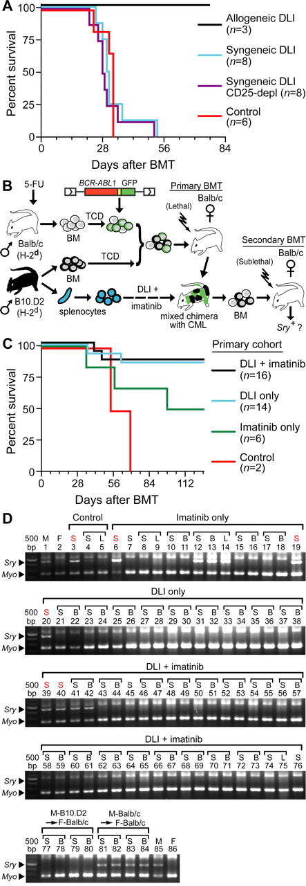 Figure 5. GVL is directed against miHAs shared by normal and leukemic stem cells. (A) Survival curve for B10.D2→Balb/c mixed allogeneic chimeras with CML who were untreated (red curve), or treated with weekly DLI (total of 3 infusions beginning at day 14 after BMT) of syngeneic (Balb/c) or allogeneic (B10.D2, black curve) DLI. For syngeneic DLI, splenocytes were given either unfractionated (blue curve) or after depletion of CD25+ regulatory T cells (purple curve). (B) Schematic diagram of secondary transplantation experiment. BM from primary chimeras (B10.D2→Balb/c) treated with allogeneic DLI + imatinib, DLI alone, imatinib alone, or no treatment was transplanted to sublethally (450 cGy) irradiated syngeneic female Balb/c recipients. The secondary transplantation was performed either at the time of morbidity or death of the primary chimera or at least 100 days after the primary transplantation. (C) Survival curve of secondary recipients of BM from primary leukemic chimeras that were untreated (Control) or treated with imatinib only, allogeneic DLI only, or the combination of DLI + imatinib. Note that in this experiment, imatinib treatment decreased the efficiency of secondary transplantation of CML-like leukemia to 50%. (D) PCR assay for male Sry sequences in hematopoietic tissues (S = spleen, B = BM, and L = lymph node) of the secondary recipients from panel C.