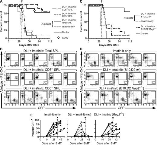 Figure 7. Contribution of non-T cells to GVL against CML-like leukemia. (A) Survival curve for leukemic allogeneic chimeras (B10.D2→Balb/c) treated with imatinib (100 mg/kg) alone or in combination with DLI consisting of unfractionated splenocytes (SPL; 3 × 107 total splenocytes per treatment, 4 infusions per recipient), CD5-depleted splenocytes (2.1 × 107 CD5-depleted splenocytes per treatment), or CD5+ splenocytes (0.9 × 107 CD5+ splenocytes per treatment). The numbers of CD5+ cells were adjusted to equal the number of T cells in the unfractionated DLI arm. Both imatinib and DLI treatments were discontinued at day 35 (vertical dotted line). The addition of delayed DLI to imatinib resulted in superior survival compared with imatinib alone (P < .0001 by Mantel-Cox test), whereas the survival differences between cohorts receiving CD5− splenocytes, imatinib only, and control were not statistically significant. (B) Flow cytometric analysis of allogeneic chimerism (β2-microglobulin allotype, y-axis) and leukemic burden (GFP+ cells, x-axis) in peripheral blood leukocytes from 5 representative mice each from the cohorts in panel A analyzed at day 43 after transplantation. The percentage of allotype-positive and GFP+ cells in each plot is indicated. Note the eradication of leukemia in the majority of recipients treated with total splenocytes + imatinib and CD5+ splenocytes + imatinib compared with persistent leukemia in other groups. (C) Survival curve of leukemic allogeneic chimeras (B10.D2→Balb/c) treated with imatinib and weekly infusions of allogeneic splenocytes from wild-type B10.D2 allogeneic donors (B10.D2-wt, 3 × 107 cells per treatment for a total of 4 infusions) or Rag2-deficient B10.D2 donors (B10.D2-Rag2−/−, 8-10 × 106 cells per treatment). Both treatments were discontinued at day 35 (vertical dotted line). The survival of recipients treated with imatinib + B10.D2-wt DLI was prolonged relative to the imatinib-only cohort (P = .012 by Mantel-Cox test), but there was no significant survival advantage imparted by B10.D2-Rag2−/− DLI. (D) Flow cytometric analysis of peripheral blood of 5 representative leukemic chimeras, analyzed at day 34 after transplantation (after 3 doses of DLI treatment). The percentage of allogeneic chimerism (y-axis) and GFP+ leukemic cells (x-axis) in indicated. Note the relative reduction of GFP+ cells and the high degree of allogeneic chimerism in some recipients of B10.D2 Rag2−/− DLI. (E) Percentage of GFP+ peripheral blood cells of individual recipients in each cohort over time. Note the relatively low burden of leukemic cells in some individuals receiving B10.D2-Rag2−/− DLI, with subsequent relapse after treatment cessation at day 35 (dotted lines).