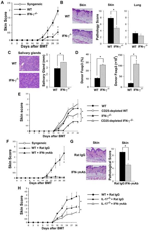 Figure 3. Donor Th1 differentiation and IFN-γ production are responsible for exacerbated cGVHD. (A-D) Sublethally irradiated BALB/c recipients were transplanted from WT or IFN-γ−/− B10.D2 donors. Clinical skin cGVHD scores (A), pathology score of skin and lung (B), and the longest diameter of the salivary gland (C) on day 35 after BMT are shown. Four to 6 recipients were examined in each group. Data are from 1 representative of 3 independent experiments. (D) PLN cells of the recipients on day 35 were stained for intracellular Foxp3. The percentages and the absolute number of CD4+Foxp3+ Treg cells are shown. Four to 6 recipients were examined in each group. Data are from 1 representative of 2 independent experiments. (E) Sublethally irradiated BALB/c recipients were transplanted 8 × 106 TCD-BM cells plus 2 × 106 total spleen T cells or CD25-depleted T cells from WT or IFN-γ−/− B10.D2 donors. The skin cGVHD scores are shown (n = 6 per group). Data are from 1 representative of ≥ 2 independent experiments. (F-H) Sublethally irradiated BALB/c recipients were transplanted from WT or IL-17−/− B10.D2 donors. The recipients were injected with anti–IFN-γ mAbs or rat IgG (160 μg/mouse) on days 0, 5, 10, and 15 after BMT and were assessed for the clinical signs of cGVHD every 3 days. The clinical skin cGVHD scores (F), histopathology, and pathology score of the skin (G) on day 35 of BMT from WT donors. Four mice per group were used. Data are from 1 representative of ≥ 2 repeated experiments. (H) The clinical skin cGVHD scores after BMT from WT or IL-17−/− donors are shown. Six mice per group were used. Data are from 1 representative of 2 independent experiments. The means (± SEs) of each group are shown; *P < .05.