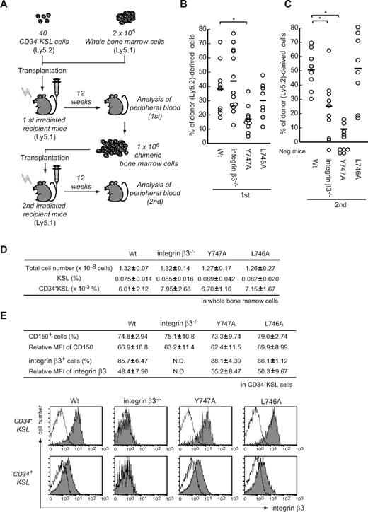 Figure 1. Tyr747 of β3-integrin is essential for the long-term in vivo repopulating and self-renewal activities of mouse HSCs, independent of ex vivo expansion. (A) HSCs from WT or mutant mice were used for serial competitive repopulation assays. Forty sorted CD34−KSL cells (Ly5.2) were transplanted into lethally irradiated mice (Ly5.1) along with 2 × 105 BM competitor cells (Ly5.1). Twelve weeks later, the percentage of donor cells (Ly5.2) was determined in peripheral blood (B). A total of 106 BM cells from primary recipient mice were then transplanted into other irradiated mice, followed by secondary analysis of peripheral blood (C). The plot indicates donor-derived cells (percentage of Ly5.2+ cells) in the peripheral blood. In addition, recipient mice with donor cell chimerism of < 1.0% for any lineage were considered not to be reconstituted (negative mice). Bars represent mean values. *P < .01. (D) The table shows the total cell number and frequency of HSC subsets among BMCs from both femurs and tibias. (E) Also shown are the frequencies or relative mean fluorescent intensity (MFI) in CD150+ and integrin-β3+ cells among the CD34−KSL population. The value of the MFI obtained in the presence of the isotype control IgG was used as the control. Data are mean ± SD (n = 6-8). The histograms represent the expression of β3-integrin in murine HSCs (CD34−KSL) or hematopoietic progenitors (CD34+KSL) derived from WT, integrin-β3−/−, and Y747A or L746A mutants, all of which are shown in white. The isotype control is in gray.