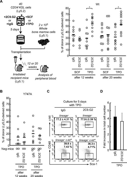 Figure 3. β3-Integrin-mediated maintenance of long-term HSC repopulating activity during ex vivo expansion is dependent on TPO, but not SCF. (A) To assess the influence of β3-integrin signaling, 40 CD34−KSL cells (Ly5.2) derived from WT (A) or Y747A mice (B) were cultured for 5 days in the presence of 2C9.G2 or IgG in serum-free medium supplemented with 50 ng/mL SCF or 50 ng/mL TPO. After the culture, whole cultured cells were transplanted with 2 × 105 BM competitor cells (Ly5.1) into lethally irradiated Ly5.1 mice. The plots depict the percentage of donor (Ly5.2)–derived cells in the peripheral blood of individual mice 12 weeks or 20 weeks after transplantation. Bars represent mean values. *P < .01. Recipient mice with donor cell chimerism of less than 1.0% for any lineage were considered not to be reconstituted (negative mice). (C) After culture of 1000 sorted WT CD34−KSL cells (Ly5.1) for 5 days with 2C9.G2 or hamster IgG (isotype control) in the presence of TPO, the percentages of KSL and CD48−KSL cells were determined by flow cytometric analysis. The values in the dot plots are mean ± SD. (D) After culture, the total cell number was counted. The graph shows the fold increase in total cell number after 5 days of culture. Data are mean ± SD.