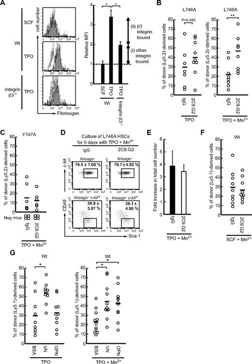 Figure 4. TPO changes the activation status of β3-integrin through inside-out signaling, and post-ligation outside-in signaling via β3PY747 is indispensable for maintenance of HSC function during ex vivo expansion. (A) CD34−KSL cells derived from WT and β3−/− mice were cultured with AlexaFlour 647–labeled fibrinogen in S-Clone SF-03 medium, with or without SCF or TPO. The fluorescence intensity of the bound fibrinogen was analyzed by flow cytometry: white represents no cytokine; and gray, stimulation of cytokine. The graphs represent the relative mean fluorescence intensity (MFI); binding in the absence of cytokine served as the control. Data are mean ± SD; n > 3. *P < .01. (B-C) Forty CD34−KSL cells obtained from BM of L746A (Ly5.2; B) or Y747A mice (Ly5.2; C) were cultured with TPO for 5 days in the presence of 2C9.G2 or IgG and examined using transplantation assays, as described in Figure 2. To exogenously induce integrin activation (change the structure to the activated state), Mn2+ was added to TPO-containing medium. (D) After culture of 1000 sorted L746A-mutant CD34−KSL cells (Ly5.1) for 5 days with 2C9.G2 or hamster IgG (isotype control) in the presence of TPO and Mn2+, the percentages of KSL and CD48−KSL cells were determined by flow cytometry. The values in the dot plots are mean ± SD. (E) After the culture, the total cell number was counted. The graph represents the fold increase in total cell number after 5 days of culture. Data are mean ± SD. (F) Forty WT CD34−KSL cells (Ly5.1) were also cultured for 5 days in medium containing SCF and Mn2+ along with 2C9.G2 or IgG. (G) Using plates coated with VN, OPN, or BSA, 40 WT CD34−KSL cells (Ly5.1) were cultured with TPO for 5 days in the absence or presence of Mn2+. After the culture, cells were transplanted along with 2 × 105 BM competitor cells into irradiated recipient mice. The plots represent the percentage of donor (Ly5.2 or Ly5.1)-derived cells in the peripheral blood of individual mice 12 weeks after transplantation. *P < .01. **P < .05. Recipient mice with donor cell chimerism of < 1.0% for any lineage were considered not to be reconstituted (negative mice).