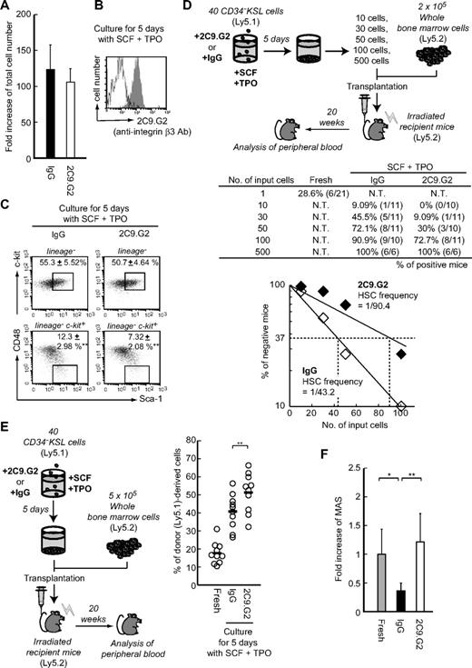 Figure 5. Integrin-β3–mediated signaling leads to the suppression of expansion and cell division on HSCs during ex vivo culture. Forty sorted WT CD34−KSL cells (Ly5.1) were cultured for 5 days with 2C9.G2 or hamster IgG (isotype control) in S-Clone SF-03 serum-free medium supplemented with 50 ng/mL SCF plus 50 ng/mL TPO. (A) After the culture, total cell number was counted. Graph represents fold increase of total cell number after 5 days of culture. Data are mean ± SD. (B) To confirm 2C9.G2 binding to cells during culture, cells were stained with fluorescently labeled hamster IgG and analyzed by flow cytometry: white represents IgG; and gray, 2C9.G2. (C) The percentages of KSL and CD48−KSL cells were also determined by flow cytometry after culture. **P < .05. (D) HSC frequency among the cultured cells was determined using limiting dilution assays. After groups of 10, 30, 50, 100, or 500 whole cultured cells were counted exactly and sorted, the groups were individually transplanted into lethally irradiated Ly5.2 mice along with 2 × 105 BM cells from Ly5.2 mice. This was followed by analysis for chimerism 20 weeks after the transplantation. The table shows the rate of positive mice (multilineage reconstituted mice); the numbers in parentheses are the positive mice/tested mice. In the case of fresh CD34−KSL cells, a single cell was transplanted. After determining the percentage of reconstructed mice (table), the percentage of unreconstructed mice (percentage of negative mice on y-axis) was plotted versus the number of input cells, leading to a theoretical HSC frequency based on a Poisson distribution. Inputting 500 cells resulted in 0% negative mice, and these data are not plotted. (E) Fresh or whole cultured cells (Ly5.1) were transplanted into lethally irradiated mice (Ly5.2) along with 5 × 105 BM cells (Ly5.2). Twenty weeks later, peripheral blood from the recipient mice was analyzed by flow cytometry. The plots represent the percentage of donor-derived cells (percentage of Ly5.1+ cells) in the peripheral blood of individual recipients. Bars represent the mean values. **P < .05. (F) In addition, the MAS reflects the repopulating ability of single HSCs, as estimated from the RU value (supplemental Table 2) and HSC number (supplemental Table 2). Data are mean ± SD. *P < .01. **P < .05.